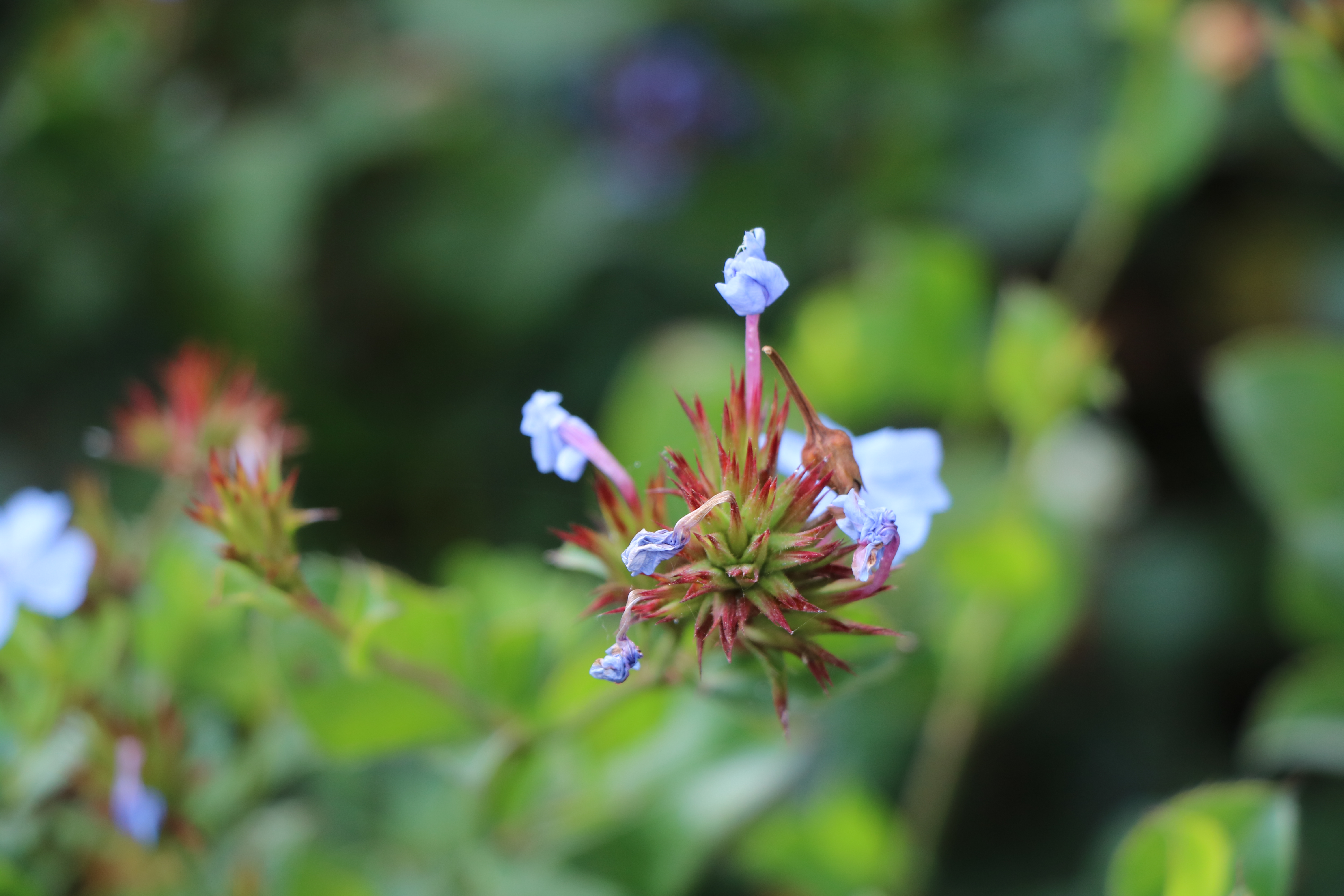 Ceratostigma